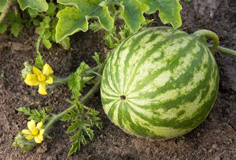 Tips To Grow Watermelon In Containers No Matter Where You Live