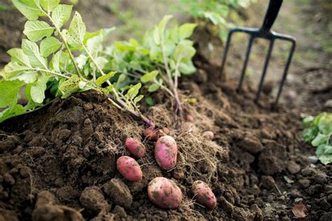 Grow Your Own Potatoes