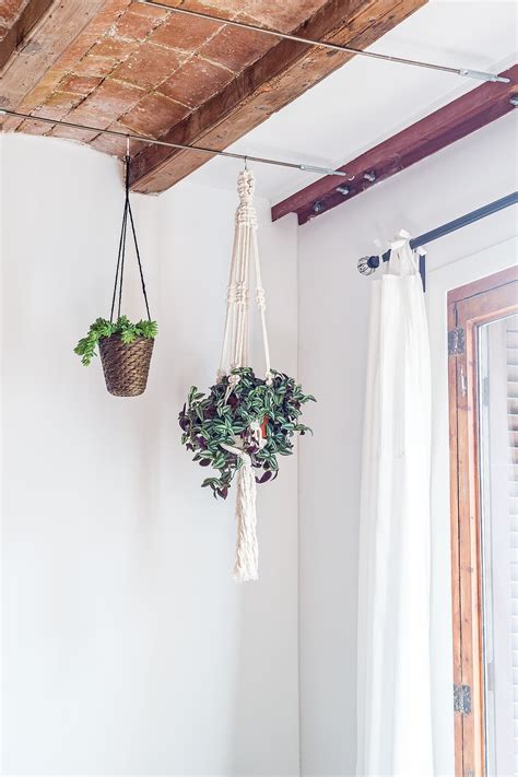 10+ Hanging Plants From Ceiling Ideas