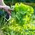 how to harvest leaf lettuce without killing the plant