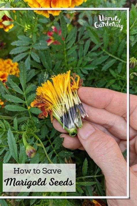 Mexican marigold How to grow & care
