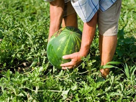 Heatwave helps bumper watermelon crop at British farm Bradford