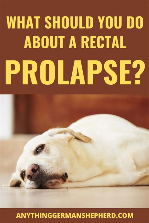 Should You Know How To Heal Dog Prolapse At Home?