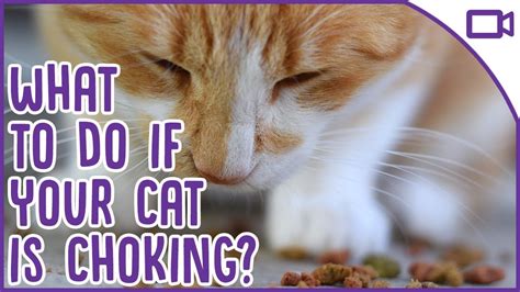 What to do if your cat is choking 16 Dog ear cleaner, Dog ear cleaner