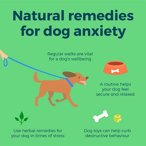 how to help dog with anxiety