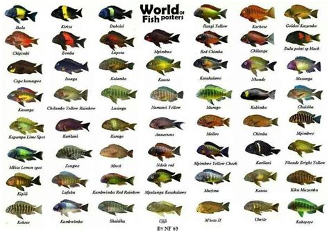 African Cichlids Care, Food, Fish Tank, Types & Behavior (2019 Guide)