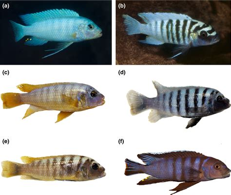 female convict Cichlids, Fish, African cichlids