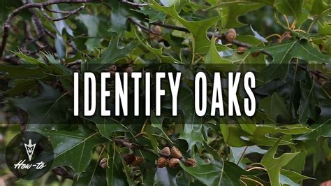 How to Identify Different Oak Trees in 2020 Gardening tips, Oak tree