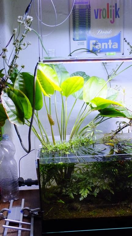 What is wrong with this amazon sword? PlantedTank