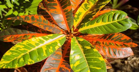 How To Induce Variegation In Plants