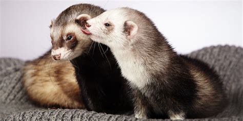 Introducing ferrets to each other YouTube