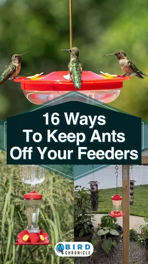 Unveiling the Secrets: A Guide to Keep Ants Off Hummingbird Feeders