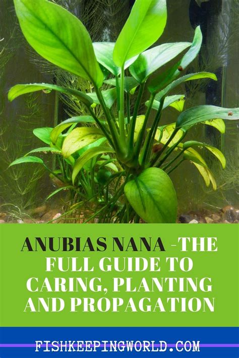Anubias planted tank update / clean up YouTube