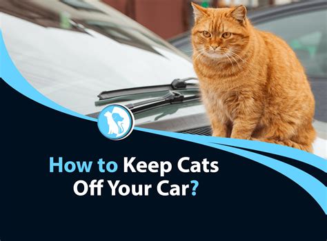 How to keep cats off your car Use these purrfect tips