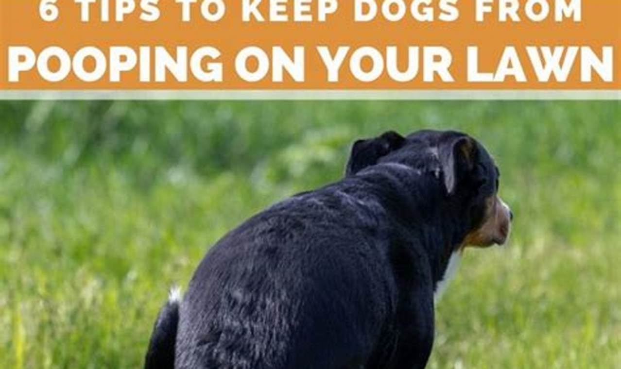 Unveiling the Secrets: Ultimate Guide to Keep Your Yard Dog-Dropping Free