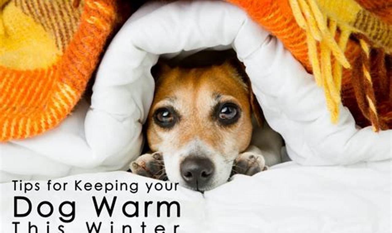 Unlock the Secrets: Keep Your Canine Cozy in Winter's Embrace
