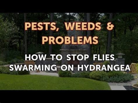 How to Stop Flies Swarming on Hydrangea eHow Flower beds, Hydrangea, Hydrangea leaves