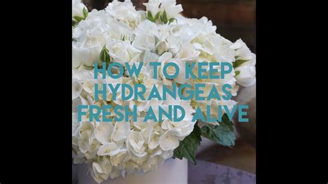 How to Keep Hydrangeas Alive Hydrangea potted, Planting hydrangeas
