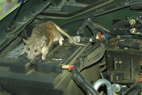 How To Keep Rats And Mice Out Of Your Car