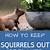 how to keep squirrels out of potted vegetable plants