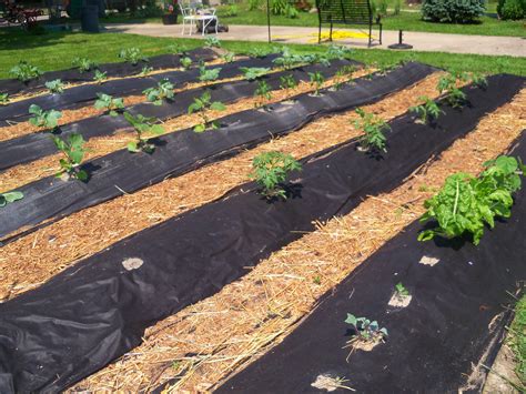 PLOT OF VEGETABLES WITH BLACK CLOTH KEEP THE WEEDS OUT Farm layout