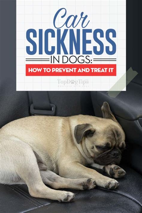 How To Keep Your Dog From Getting Car Sick: Tips And Tricks
