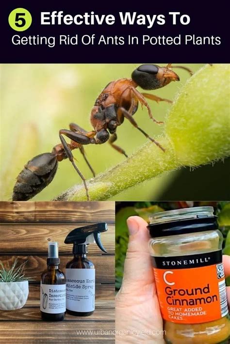 How to Get Rid of Ants in Your Potted Plants