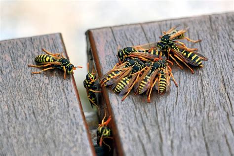 'Beeman' removes thousands of swarming insects from garage Latest News