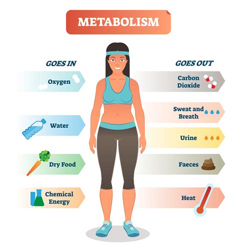 8 Facts You Should Know About Metabolism