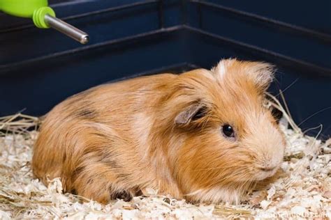 10 Signs That Your Guinea Pig Is Dying