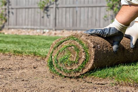The Best Grass for Sandy Soil 5 Types To Choose From Essential Home