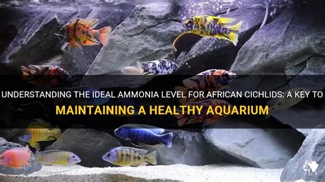 Ammonia Poisoning in Aquarium Fish (With images) Aquarium fish, Fish
