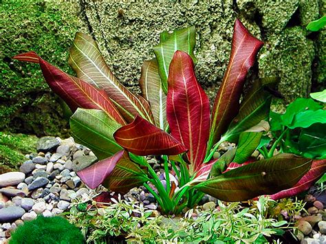 🌱 Amazon Sword Echinodorus Ozelot Red Live Aquarium Plant eBay