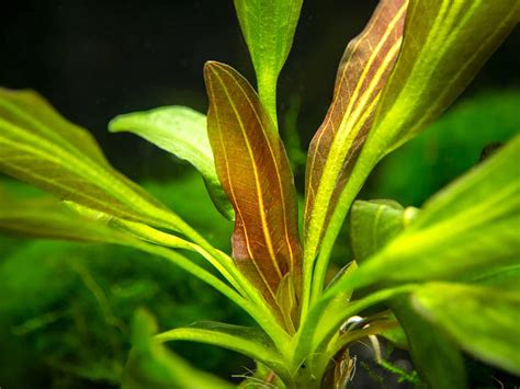 🌱BUY2 GET1 FREE Amazon Sword Echinodorus Red Flame Live Aquatic Plants