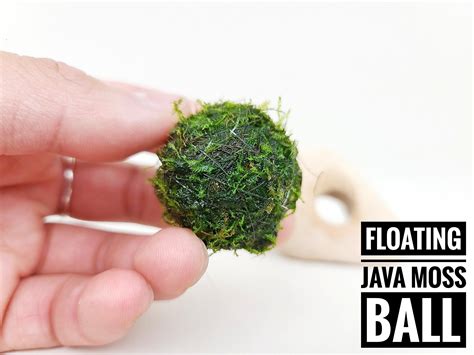 Floating Java Moss Ball with Plant Anchor Stone in 2021 Live aquarium