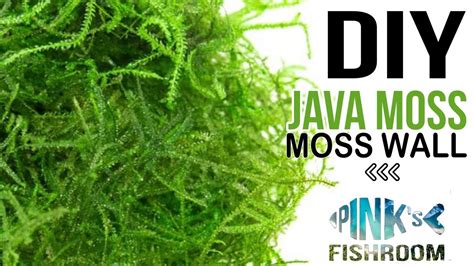 I decider to make a Java moss wall! Advice PlantedTank