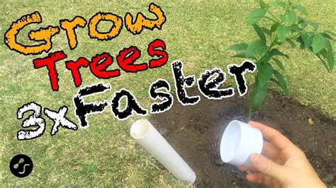 How to plant a tree so that it grows 3 times faster. Root training
