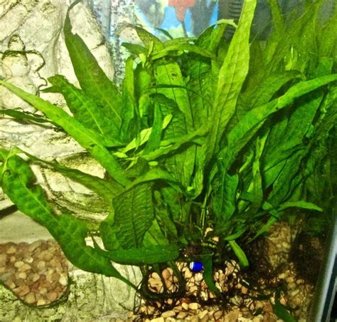 Lowtech tank only grow java fern but even that’s not thriving