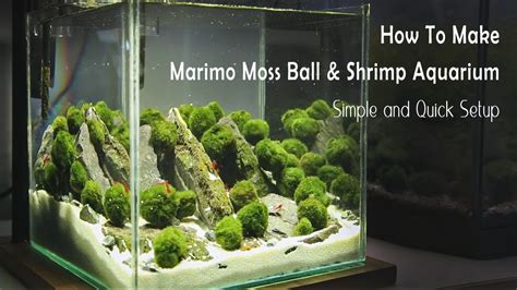 Join the Marimo Moss Ball Craze The Perfect Indoor Water Garden