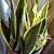how to make snake plant bloom
