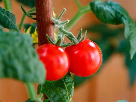 Plant Tomatoes Deep for Better, Stronger Growth
