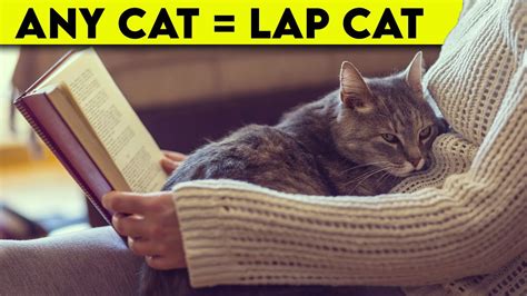 How to Turn Your Cat into a Cuddly Lap Cat wikiHow