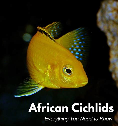 Mixed african cichlids group hang out YouTube