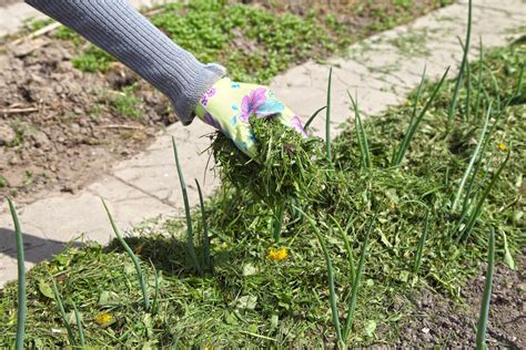 How to Mulch With Grass Clippings Garden mulch, Fall garden