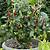 how to overwinter chilli plants