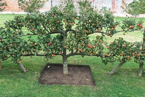 Fruit Orchard Design for Small Spaces Organic Gardening MOTHER