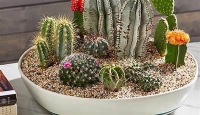 How To Plant A Cactus Dish Garden