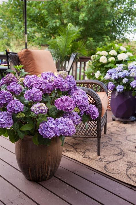 How to Plant Hydrangea Pots Planting hydrangeas, Potted plants patio