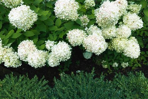 A Limelight hydrangea is just about the most easy going and tolerant