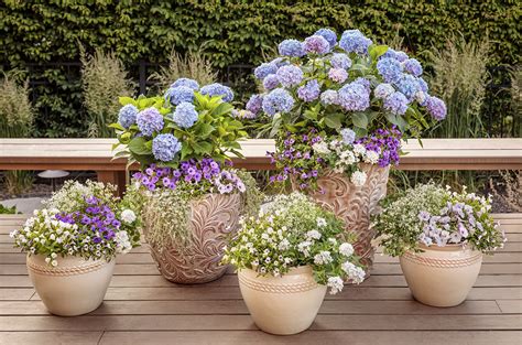 Growing Hydrangeas in Planters Plant Addicts